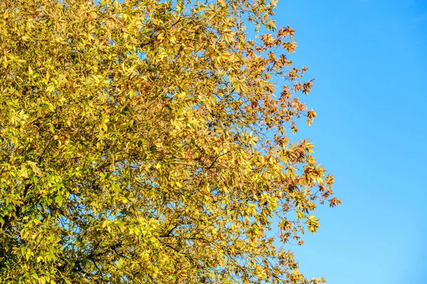 Outono Folhas Árvores Coloridas Céu Azul Outono — Fotografia de Stock