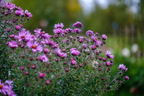 Paars Violette Herfst Bloemen Met Groene Wazig Achtergrond Regenachtige Dag — Stockfoto