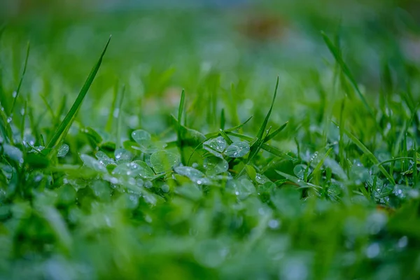 Herbe Verte Avec Gouttes Rosée Fond Flou Abstrait Avec Faible — Photo