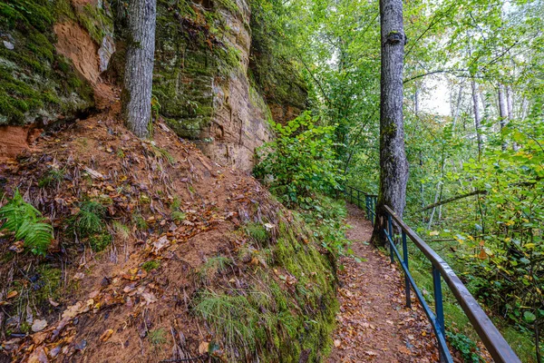 wet wooden footpath in green forest leading in future of nature reserve