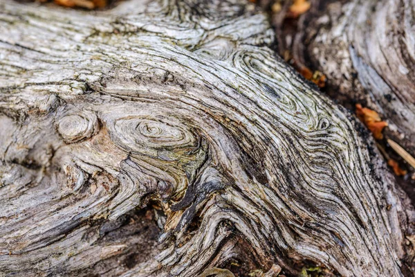 Viejo Registro Madera Textura Abstracta Árbol Envejecimiento Patrón Tronco —  Fotos de Stock