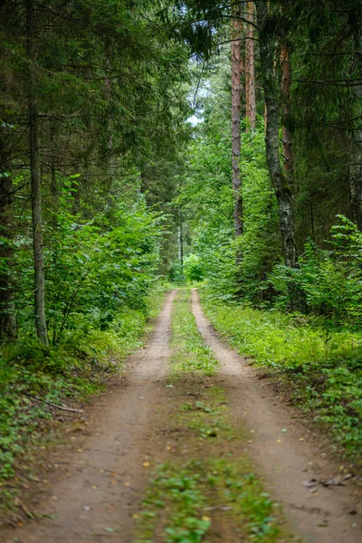 Schmutziger Schotterweg Grünen Wald Mit Nassen Bäumen Und Sonnenstrahlen Der — Stockfoto