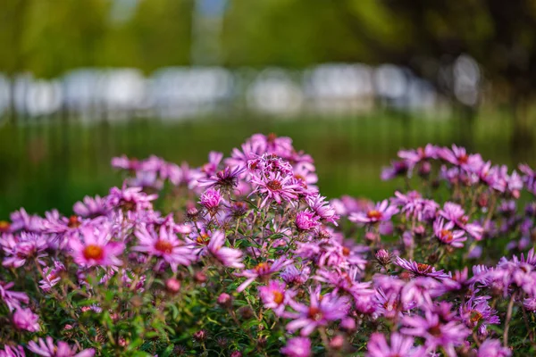 Viola Viola Fiori Autunnali Con Sfondo Verde Sfocatura Giorno Pioggia — Foto Stock