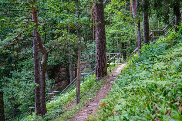 Dedaunan Hutan Musim Panas Hijau Dengan Daun Rumput Dan Batang — Stok Foto
