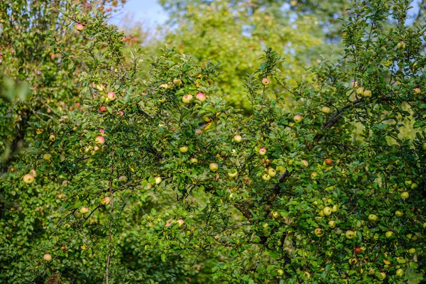 Grüne Äpfel Herbstgarten Bäumen Und Auf Dem Boden Grünes Gras — Stockfoto