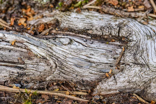 Eski Ahşap Ahşap Soyut Doku Yaşlanan Ağaç Gövdesi Deseni — Stok fotoğraf