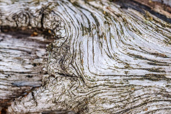 Старое Деревянное Бревно Абстрактной Текстуры Старение Ствола Дерева — стоковое фото