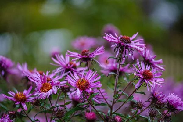 Roxo Flores Outono Violeta Com Fundo Borrão Verde Dia Chuvoso — Fotografia de Stock