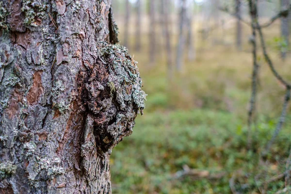 Grandes Troncos Árvores Isoladas Floresta Verde Com Fundo Desfocado Natureza — Fotografia de Stock