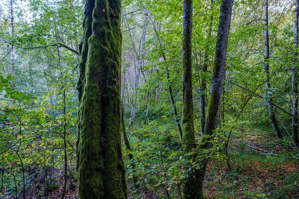 Velké Izolované Kmeny Stromů Zeleném Lese Rozmazaným Pozadím Dekorativní Obraz — Stock fotografie