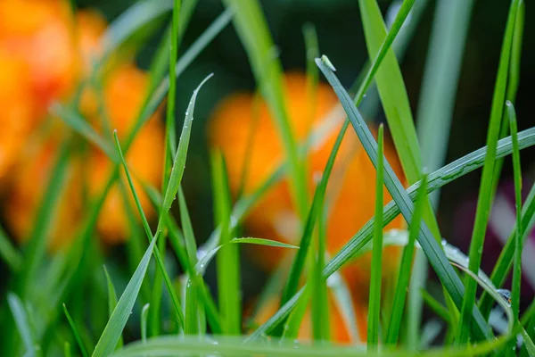 Grünes Gras Mit Tautropfen Und Verschwommenem Hintergrund Abstract Mit Geringer — Stockfoto