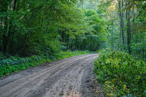 dirty gravel road in green forest with wet trees and sun rays in perspective