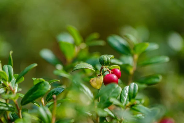 Red Cranberries Green Forest Bed Late Summer Country — ストック写真