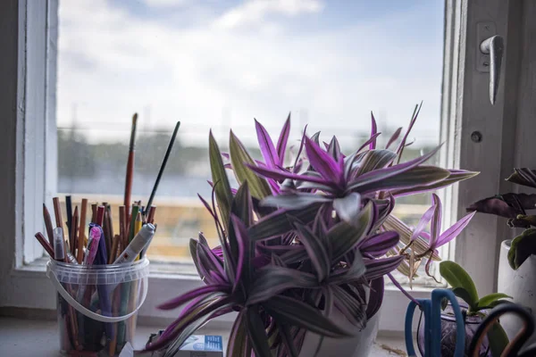 apartment window with flowers on the edge with blue sky background and old wooden window frame