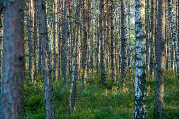 Grands Troncs Arbres Isolés Dans Forêt Verte Avec Fond Flou — Photo