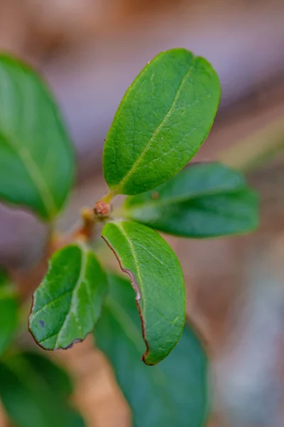 Rote Preiselbeeren Grünen Waldbeet Spätsommerland — Stockfoto