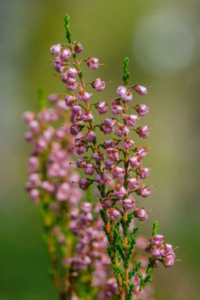 Ljung Blommor Blommar Isolerad Suddig Grön Bakgrund Skogen — Stockfoto