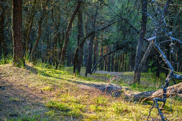 Troncos Árboles Grandes Aislados Bosque Verde Con Fondo Borroso Naturaleza — Foto de Stock