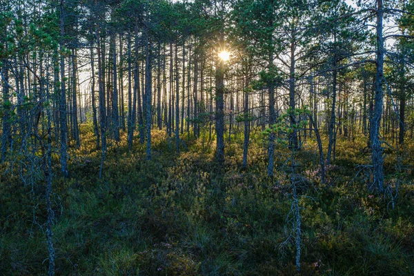 Сосновый Грове Солнечном Летнем Лесу Размытым Фоном Свежими Соснами Ветвях — стоковое фото