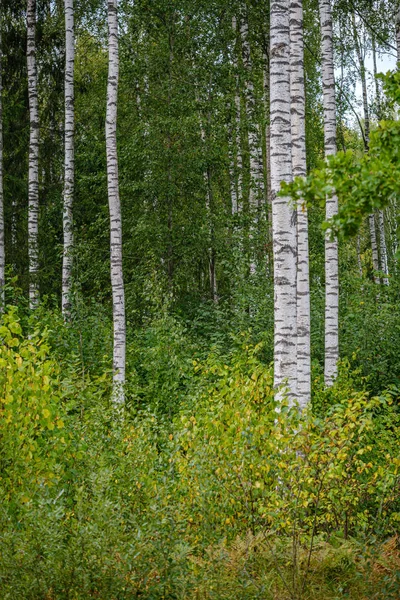 Zelené Březové Stromy Některými Žluté Barevné Podzimní Listí Slunečném Podzimním — Stock fotografie