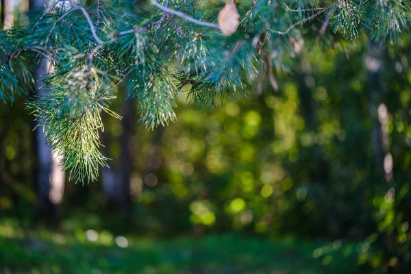Зеленая Летняя Лесная Листва Листьями Травой Стволами Деревьев Солнечный День — стоковое фото