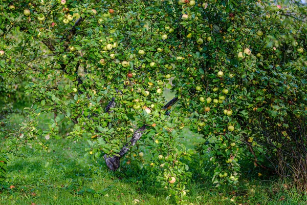 Manzanas Verdes Jardín Otoño Los Árboles Suelo Hierba Verde — Foto de Stock