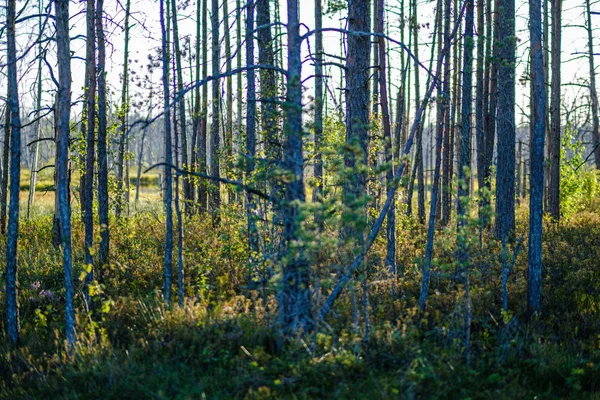 Tall Growe Solig Sommarskog Med Suddig Bakgrund Och Färska Tallar — Stockfoto