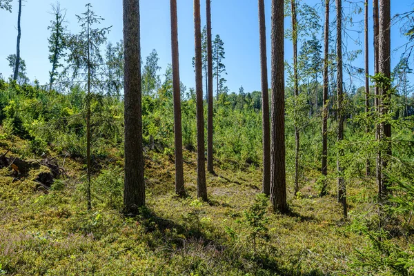 Große Vereinzelte Baumstämme Grünen Wald Mit Verschwommenem Hintergrund Dekoratives Naturbild — Stockfoto