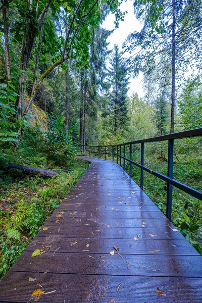 Sentiero Legno Bagnato Nel Bosco Verde Che Conduce Nel Futuro — Foto Stock