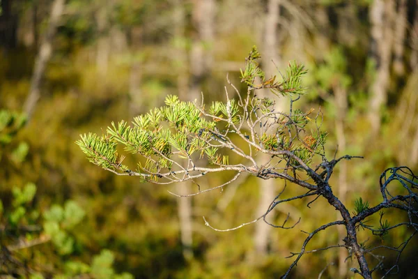 Pine Tree Growe Sunny Summer Forest Blur Background Fresh Pines — ストック写真