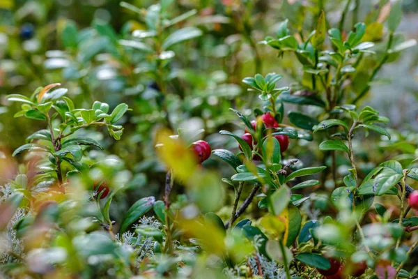 Red Cranberries Green Forest Bed Late Summer Country — Stock Photo, Image