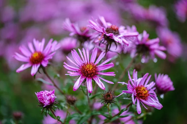 Roxo Flores Outono Violeta Com Fundo Borrão Verde Dia Chuvoso — Fotografia de Stock