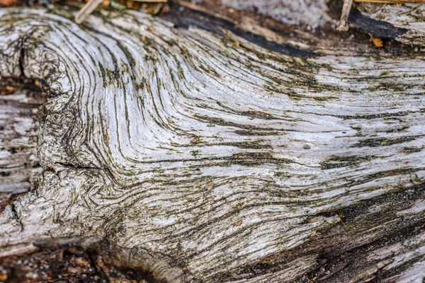 Gammal Trä Log Abstrakt Struktur Åldrande Träd Stam Mönster — Stockfoto
