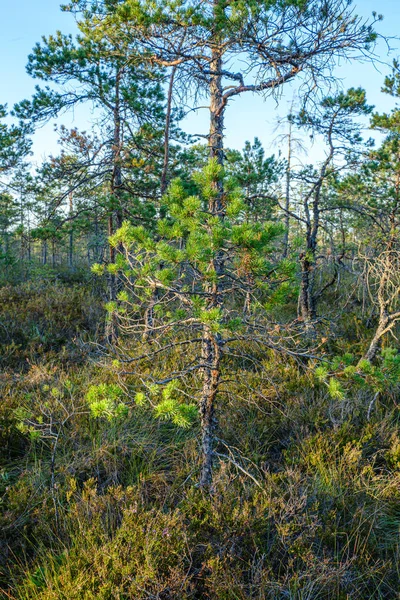 Pinède Dans Forêt Ensoleillée Été Avec Fond Flou Pins Frais — Photo