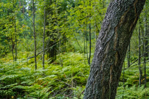 Yeşil Ormandaki Bulanık Arka Planı Olan Büyük Izole Ağaç Gövdeleri — Stok fotoğraf