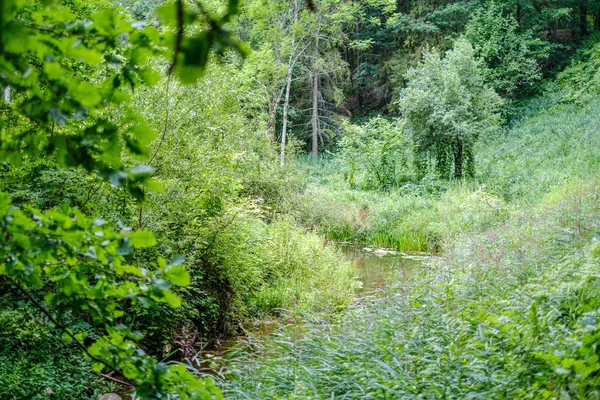 Feuillage Forestier Vert Été Avec Des Feuilles Herbe Des Troncs — Photo