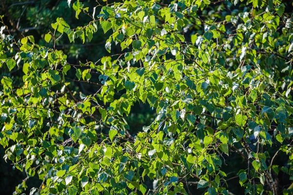 Grünes Laub Des Sommerwaldes Mit Blättern Gras Und Baumstämmen Sonnigen — Stockfoto