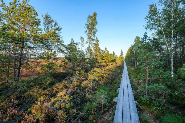 Mokry Drewniany Chodnik Zielonym Lesie Prowadzącym Przyszłość Rezerwatu Przyrody — Zdjęcie stockowe