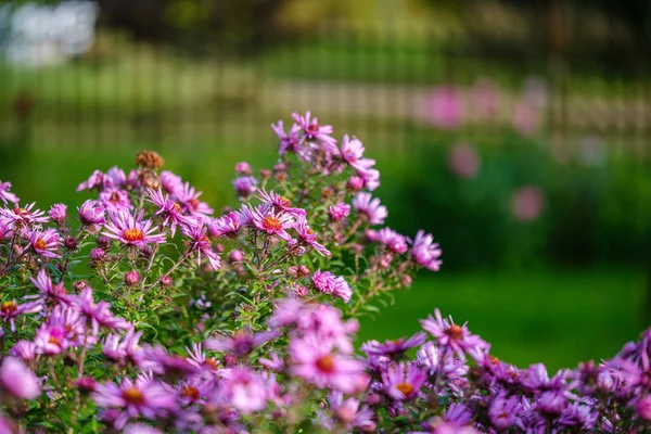 Фиолетовые Фиолетовые Осенние Цветы Зеленом Фоне Размытия Дождливый День — стоковое фото