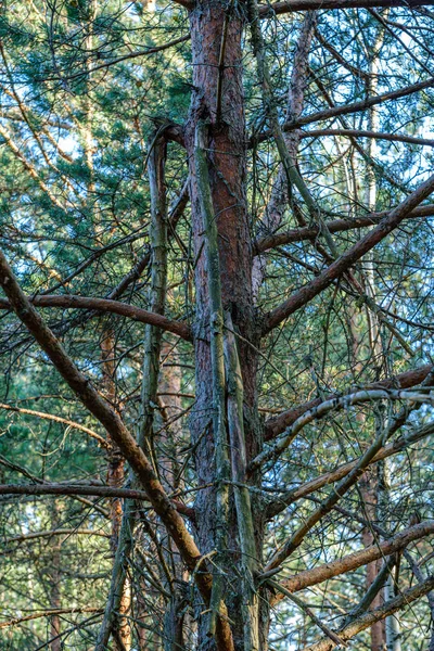 Große Vereinzelte Baumstämme Grünen Wald Mit Verschwommenem Hintergrund Dekoratives Naturbild — Stockfoto