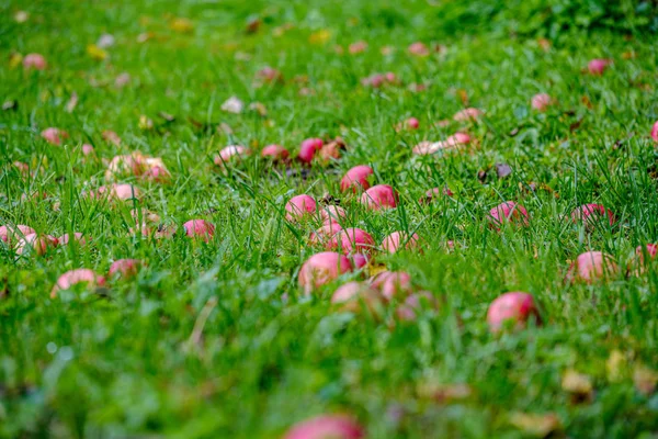 Maçãs Vermelhas Grama Verde Molhada Jardim Borrão Fundo Cores Outono — Fotografia de Stock