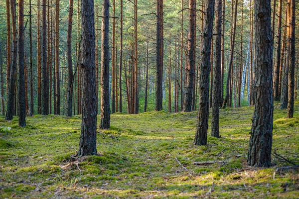 Grands Troncs Arbres Isolés Dans Forêt Verte Avec Fond Flou — Photo