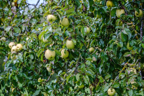 Maçãs Verdes Jardim Outono Árvores Chão Grama Verde — Fotografia de Stock