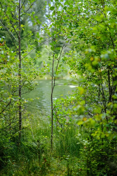 Folhagem Verde Floresta Verão Com Folhas Grama Troncos Árvores Dia — Fotografia de Stock