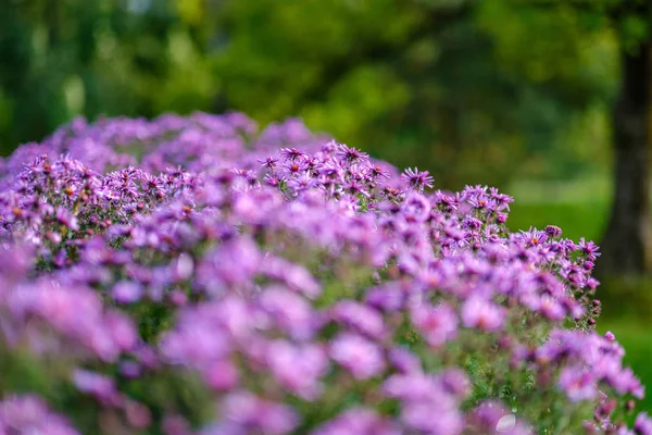 Viola Viola Fiori Autunnali Con Sfondo Verde Sfocatura Giorno Pioggia — Foto Stock