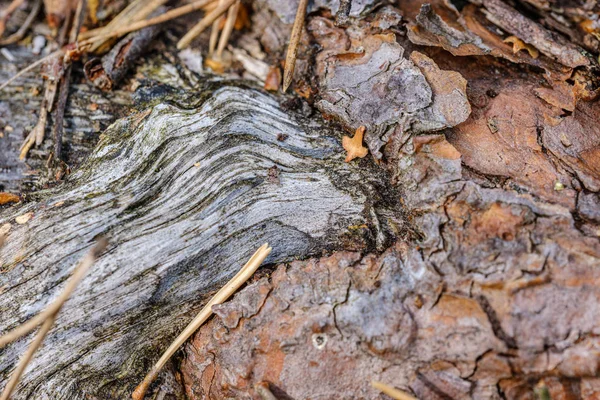 Eski Ahşap Ahşap Soyut Doku Yaşlanan Ağaç Gövdesi Deseni — Stok fotoğraf