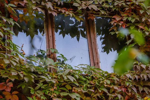 Altes Landhaus Fensterrahmen Mit Glas Und Roten Weinreben Blätter Herbst — Stockfoto