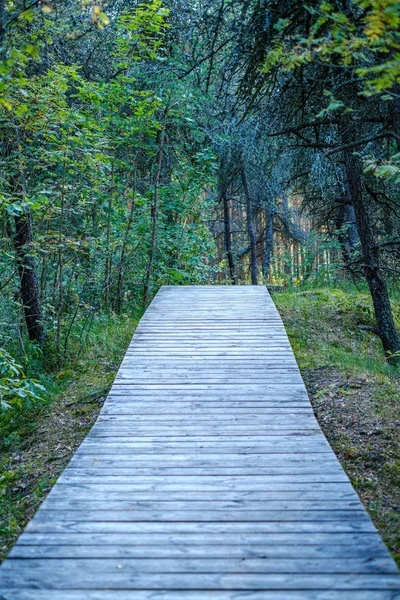 Våt Träväg Grön Skog Leder Framtiden Naturreservat — Stockfoto