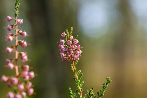 Flores Brezo Que Florecen Aisladas Sobre Fondo Verde Borroso Bosque — Foto de Stock