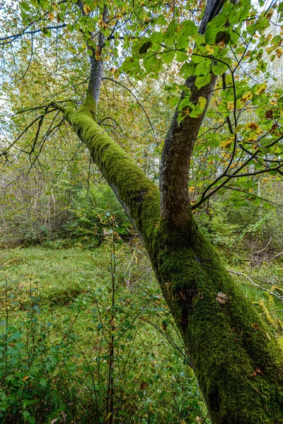 绿色森林中的大型孤立树干 背景模糊 装饰自然图像 — 图库照片